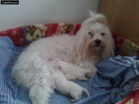 La foto del perro