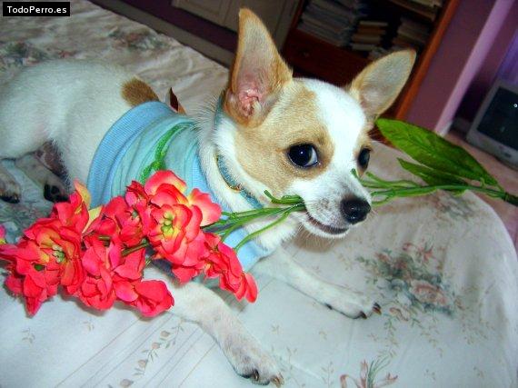 La foto del perro