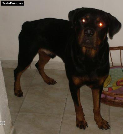 La foto del perro