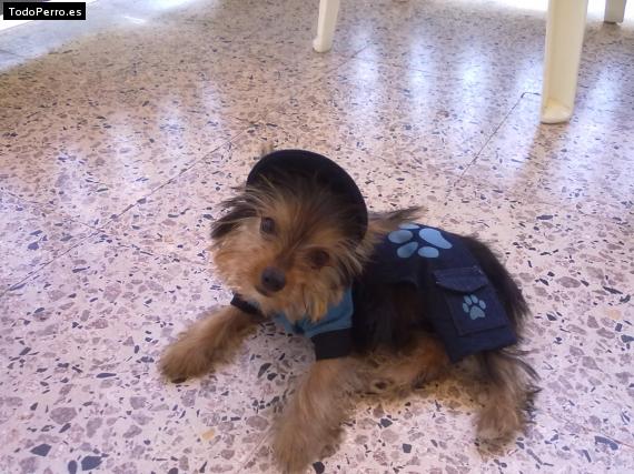 La foto del perro