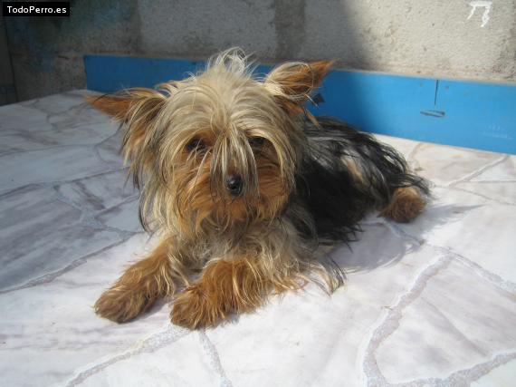 La foto del perro