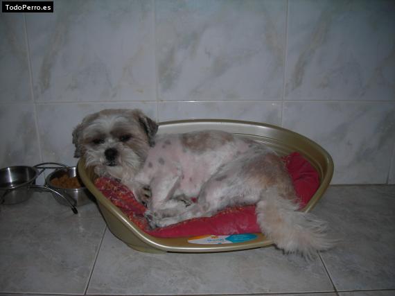 La foto del perro