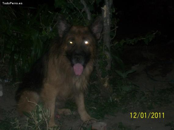 La foto del perro