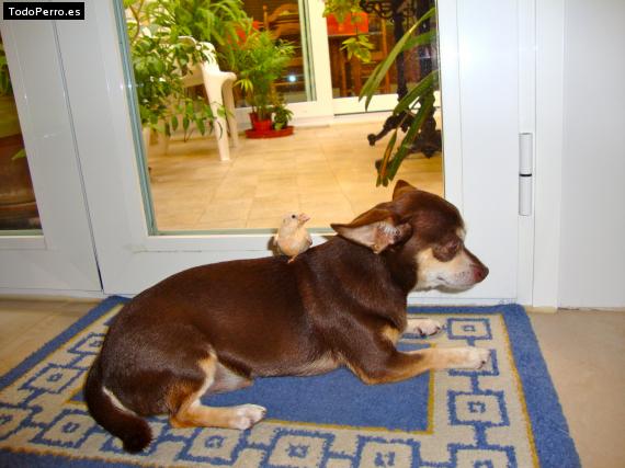La foto del perro