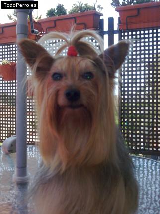 La foto del perro