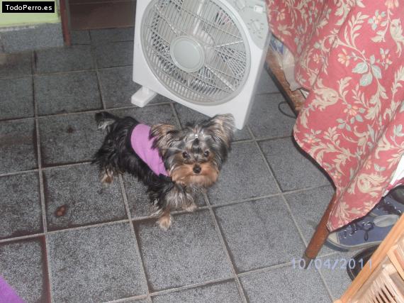 La foto del perro