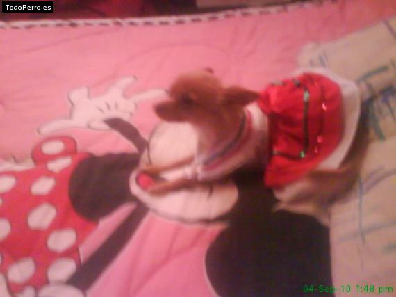 La foto del perro