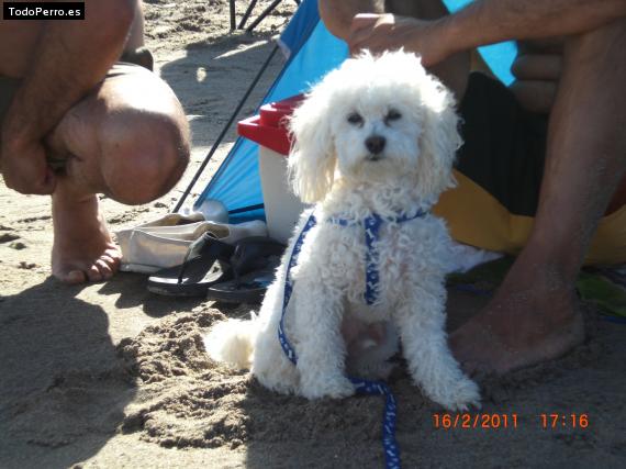 La foto del perro
