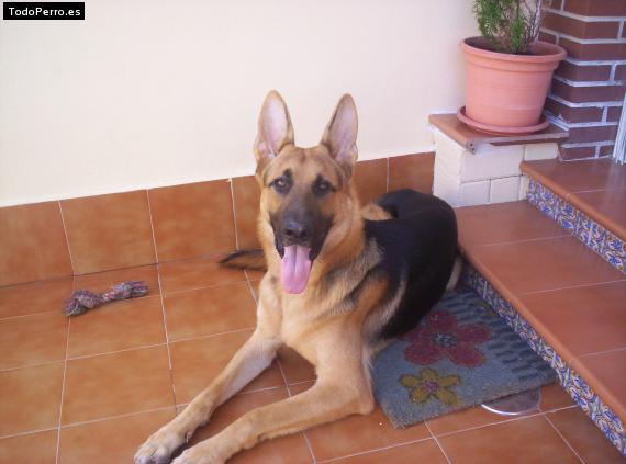 La foto del perro