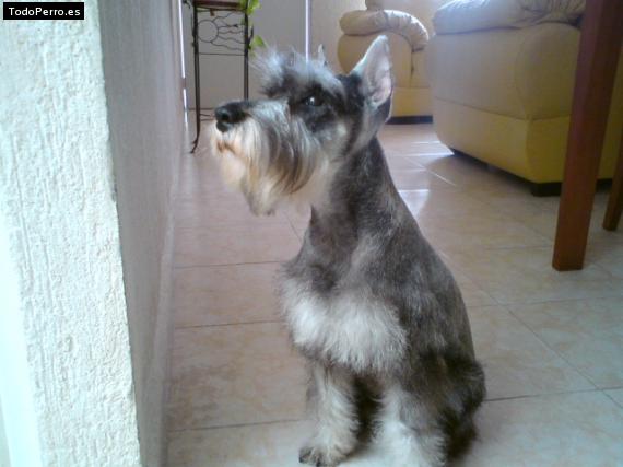 La foto del perro
