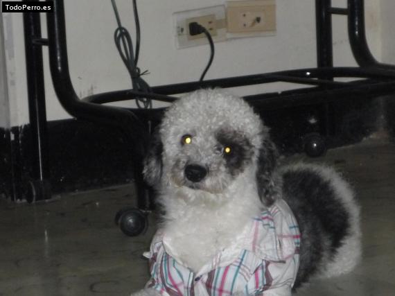 La foto del perro