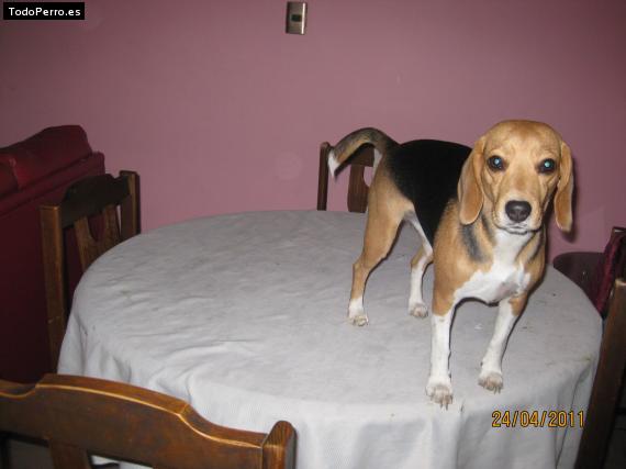 La foto del perro