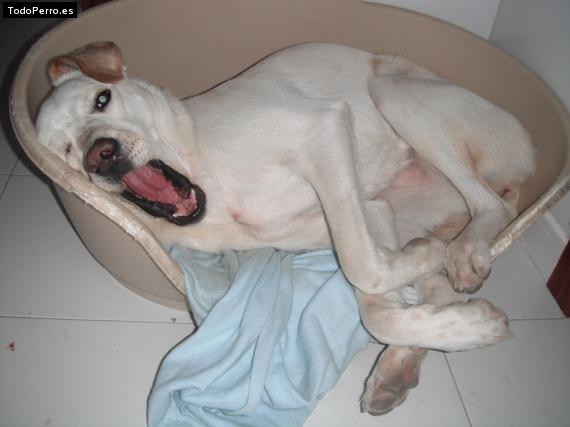 La foto del perro
