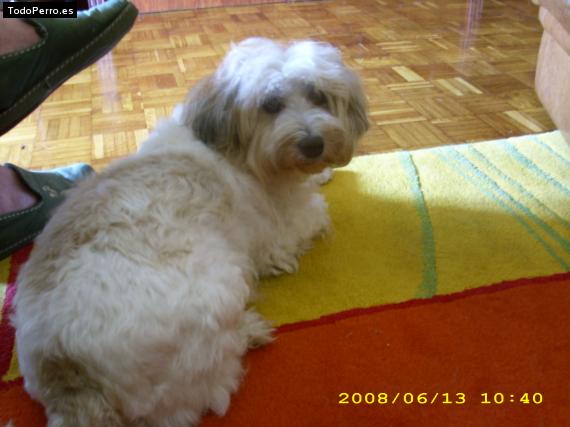 La foto del perro