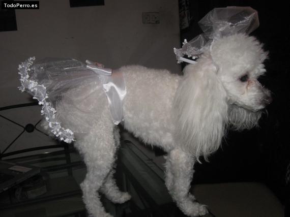 La foto del perro