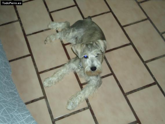 La foto del perro