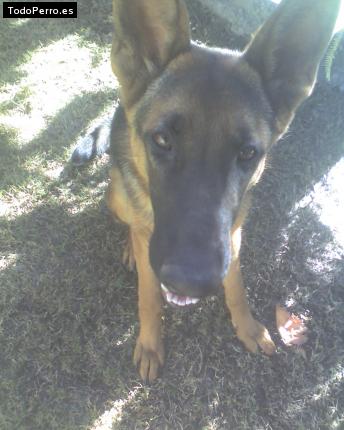 La foto del perro