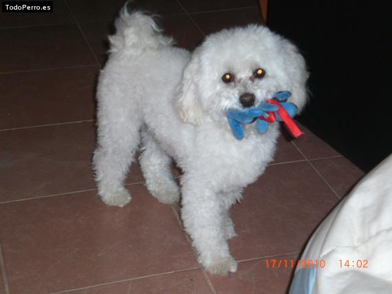 La foto del perro