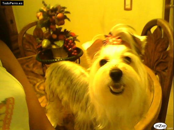 La foto del perro