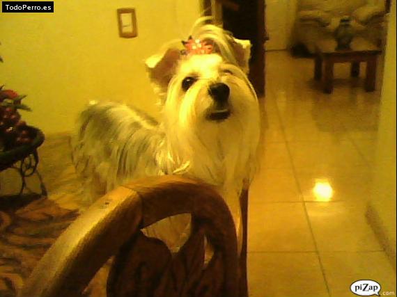 La foto del perro