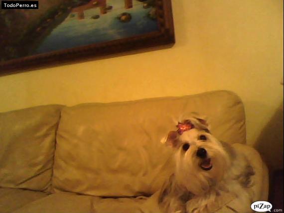 La foto del perro