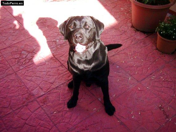 La foto del perro