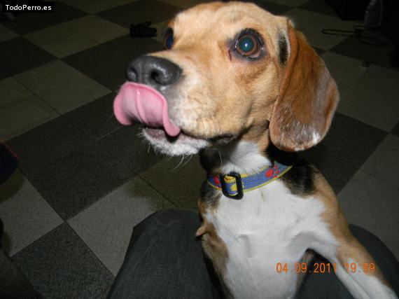 La foto del perro