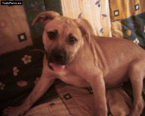 Foto del perro Rocky