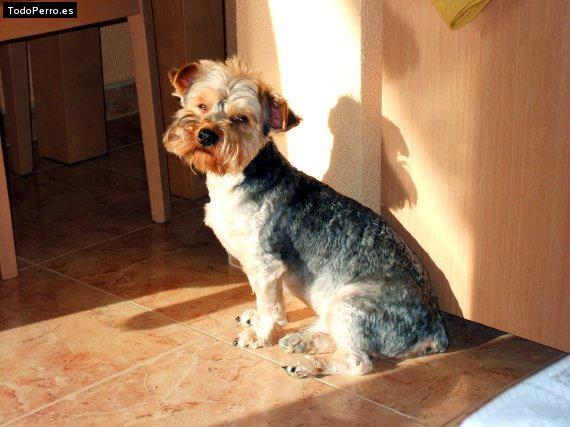La foto del perro