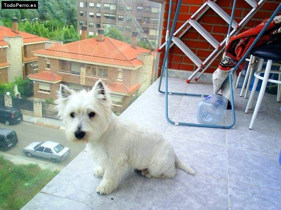 La foto del perro