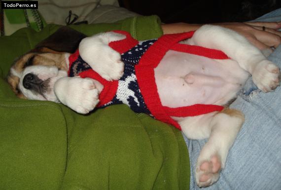 La foto del perro