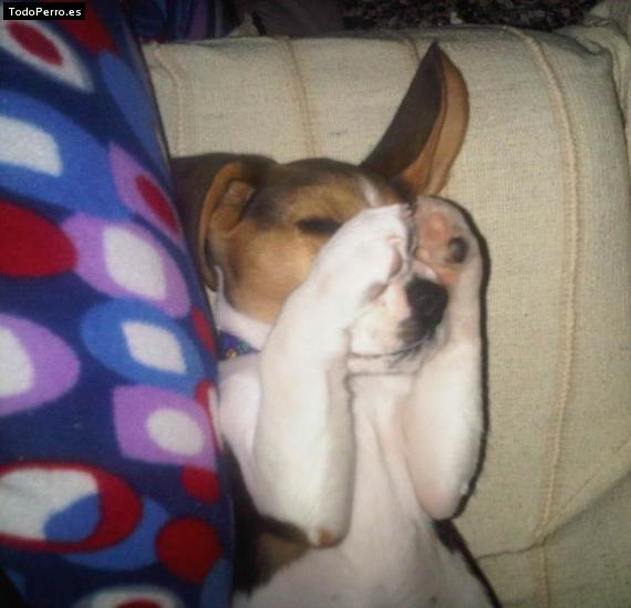 La foto del perro