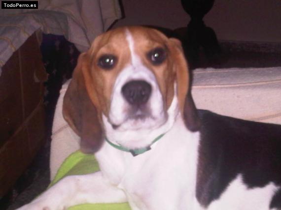 La foto del perro