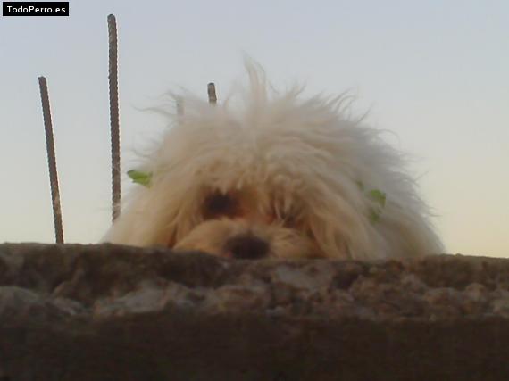 La foto del perro