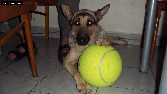 La foto del perro