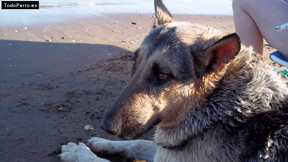La foto del perro