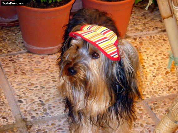 La foto del perro