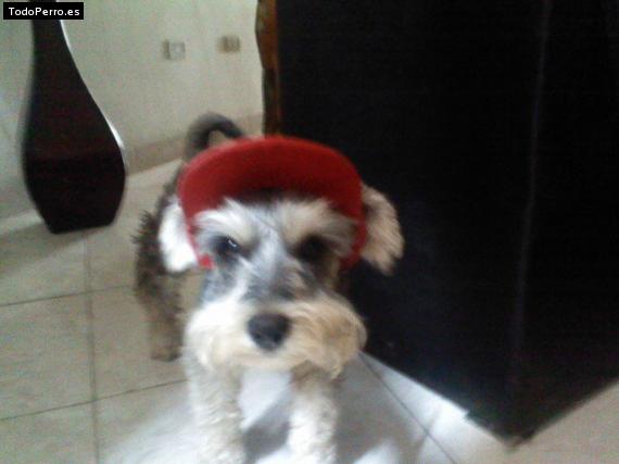 La foto del perro