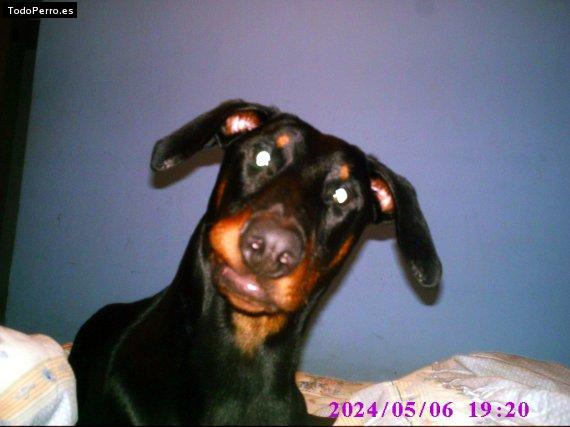 Foto del perro Taibo