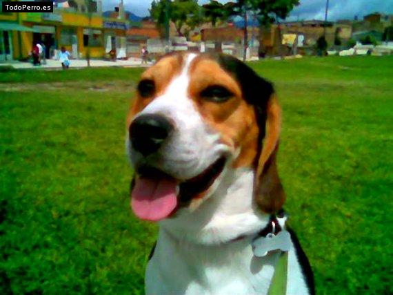 La foto del perro
