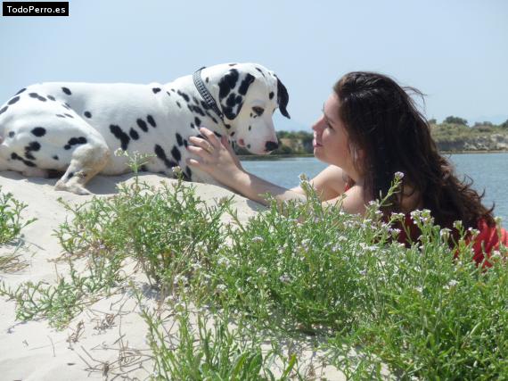 La foto del perro