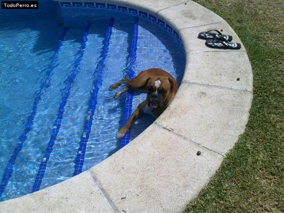 La foto del perro