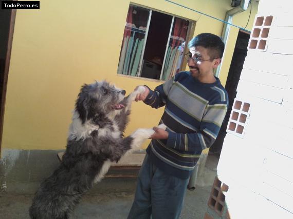La foto del perro