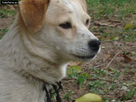 Foto del perro Rus