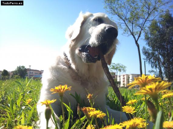 La foto del perro