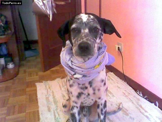 La foto del perro