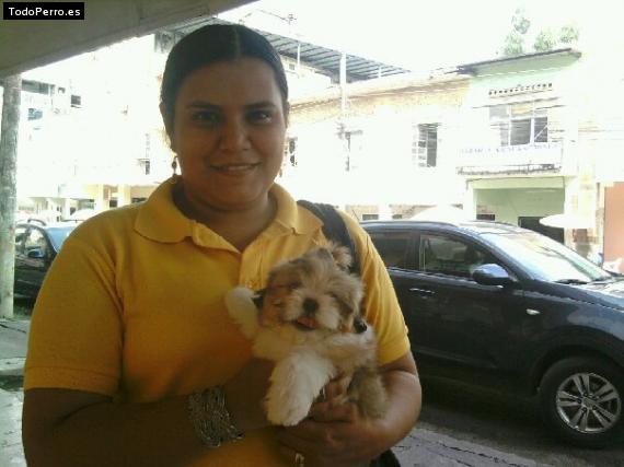 Foto del perro Hachi