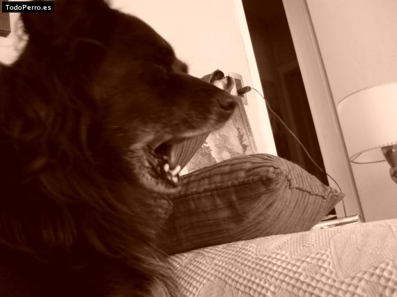 La foto del perro