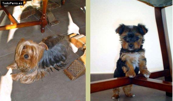 La foto del perro