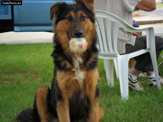 La foto del perro
